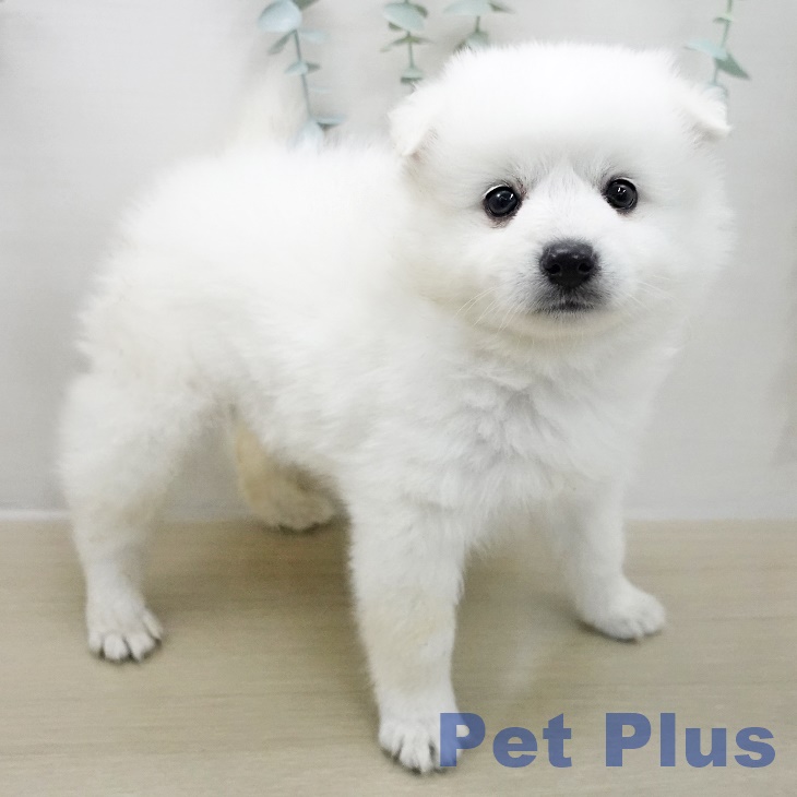 埼玉県の日本スピッツ (ペットプラス 羽生店/2025年11月12日生まれ/女の子/ホワイト)の子犬の2枚目の画像