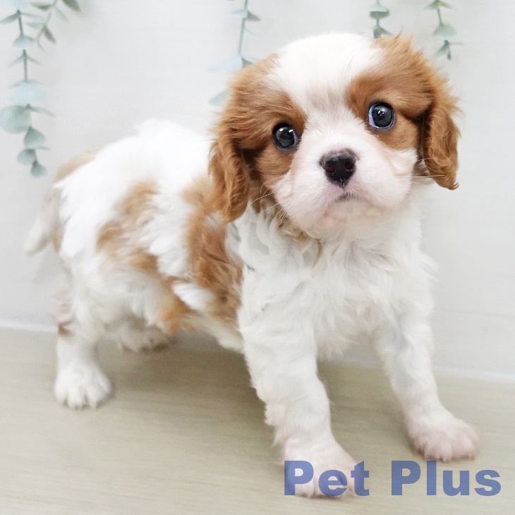 埼玉県のキャバリアキングチャールズスパニエル (ペットプラス ららぽーと富士見店/2025年11月12日生まれ/男の子/ブレンハイム)の子犬の1枚目の画像