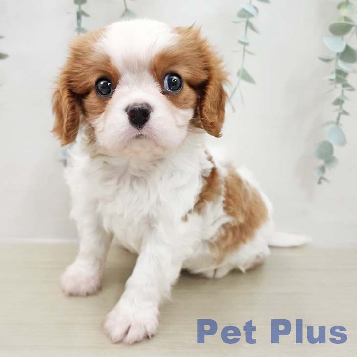 埼玉県のキャバリアキングチャールズスパニエル (ペットプラス ららぽーと富士見店/2025年11月12日生まれ/男の子/ブレンハイム)の子犬の2枚目の画像