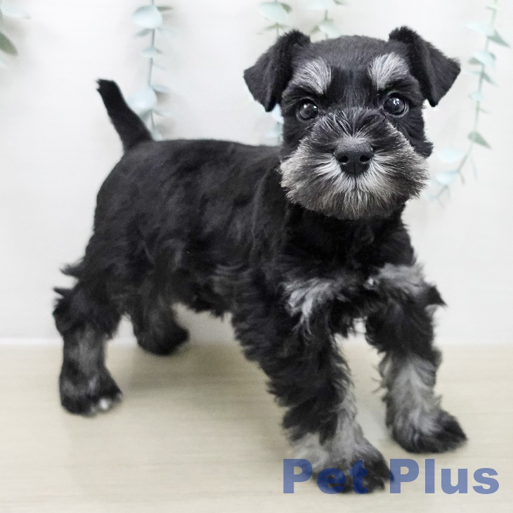 神奈川県のミニチュアシュナウザー (ペットプラス 新百合丘店/2025年11月10日生まれ/女の子/ブラックシルバー)の子犬の1枚目の画像