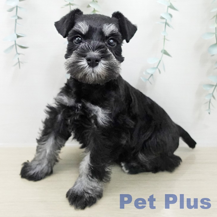神奈川県のミニチュアシュナウザー (ペットプラス 新百合丘店/2025年11月10日生まれ/女の子/ブラックシルバー)の子犬の2枚目の画像