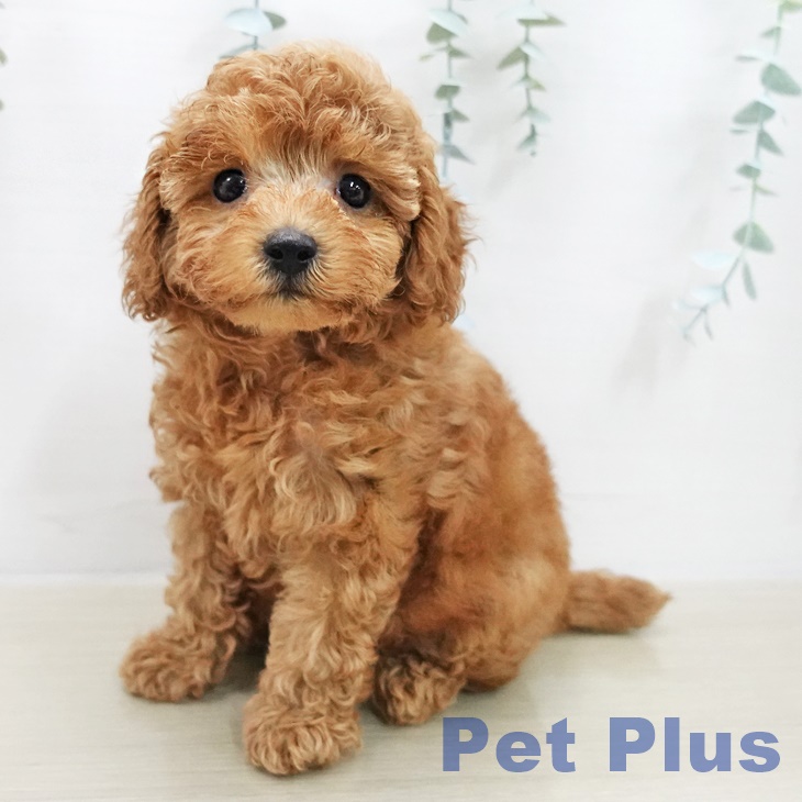 埼玉県のトイプードル(トイ) (ペッツワン 新座店/2025年11月14日生まれ/男の子/レッド)の子犬の1枚目の画像