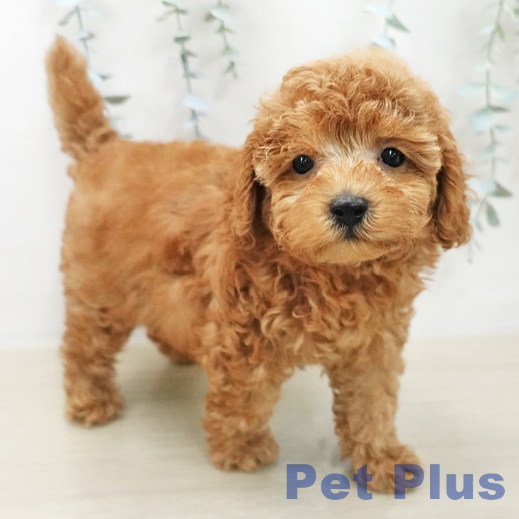 埼玉県のトイプードル(トイ) (ペッツワン 新座店/2025年11月14日生まれ/男の子/レッド)の子犬の2枚目の画像