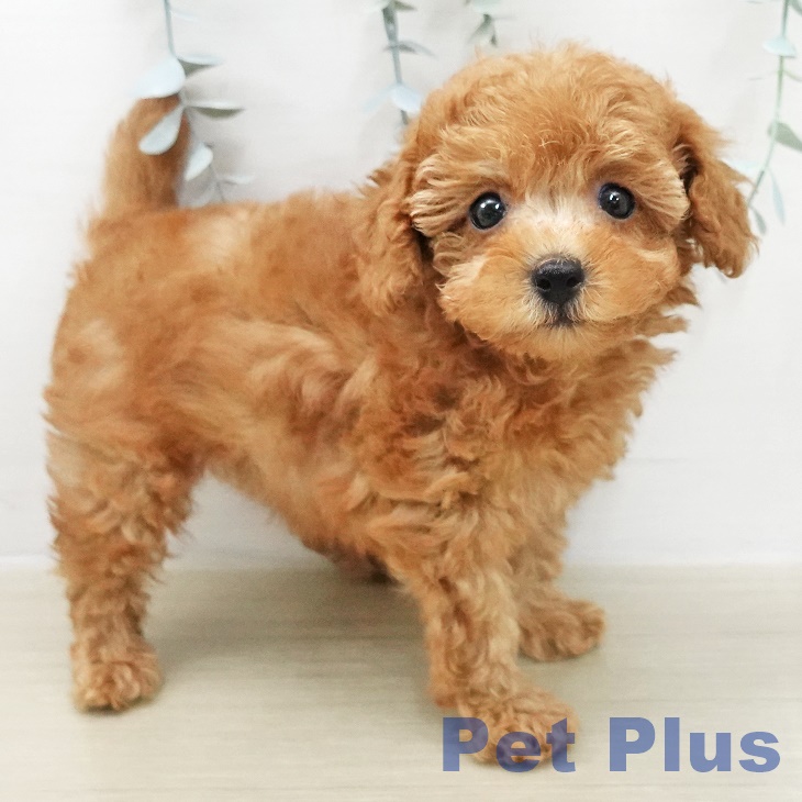 埼玉県のトイプードル(トイ) (ペットプラス ららぽーと新三郷店/2025年11月14日生まれ/男の子/レッド)の子犬の1枚目の画像