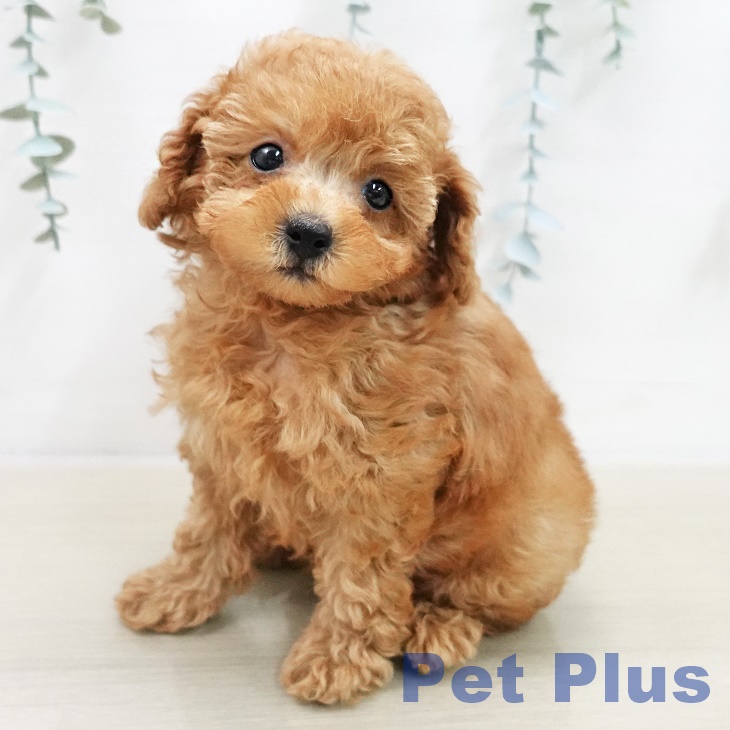 埼玉県のトイプードル(トイ) (ペットプラス ららぽーと新三郷店/2025年11月14日生まれ/男の子/レッド)の子犬の2枚目の画像