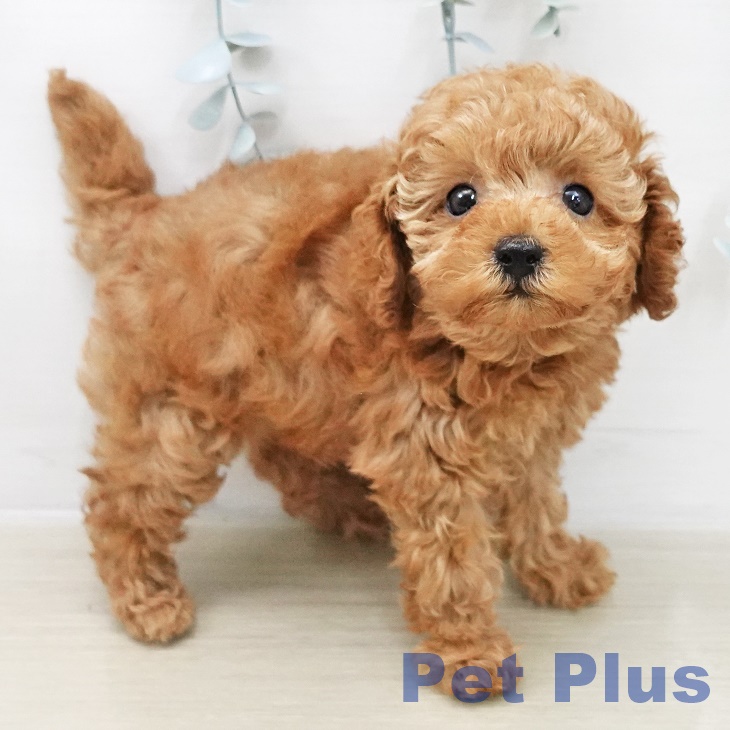 埼玉県のトイプードル(トイ) (ペットプラス ららぽーと新三郷店/2025年11月14日生まれ/女の子/レッド)の子犬の1枚目の画像