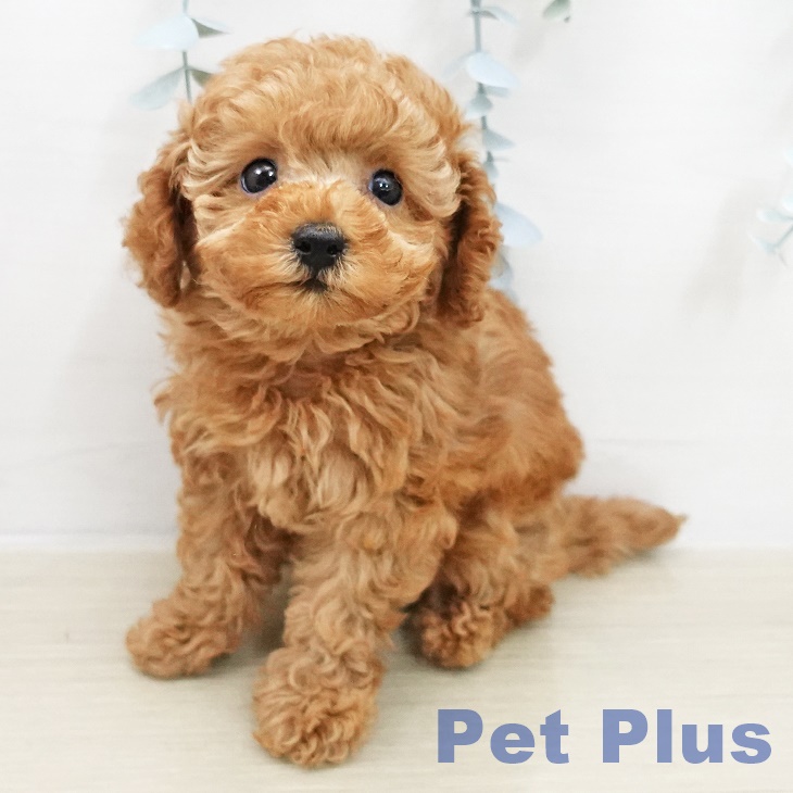 埼玉県のトイプードル(トイ) (ペットプラス ららぽーと新三郷店/2025年11月14日生まれ/女の子/レッド)の子犬の2枚目の画像