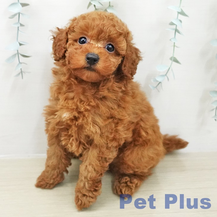 埼玉県のトイプードル(トイ) (ペッツワン 吉川美南店/2025年11月13日生まれ/男の子/アプリコット)の子犬の1枚目の画像