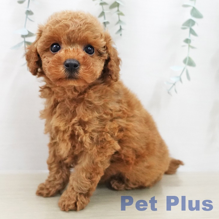 埼玉県のトイプードル(トイ) (ペットプラス コクーンシティ店/2025年11月13日生まれ/男の子/アプリコット)の子犬の1枚目の画像