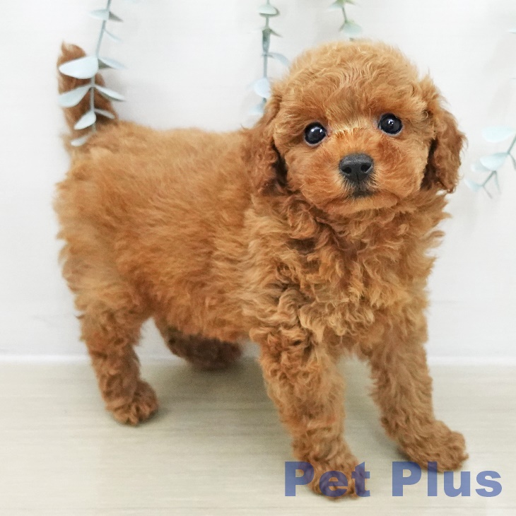 埼玉県のトイプードル(トイ) (ペットプラス コクーンシティ店/2025年11月13日生まれ/男の子/アプリコット)の子犬の2枚目の画像