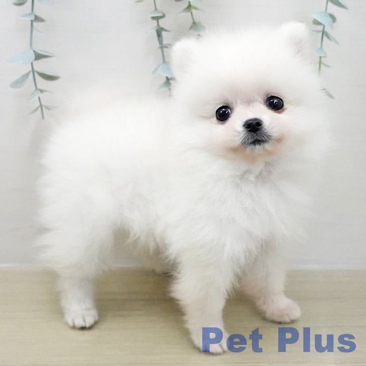 東京都のポメラニアン (ペットプラス アクアシティお台場店/2025年11月1日生まれ/男の子/ホワイトクリーム)の子犬の1枚目の画像