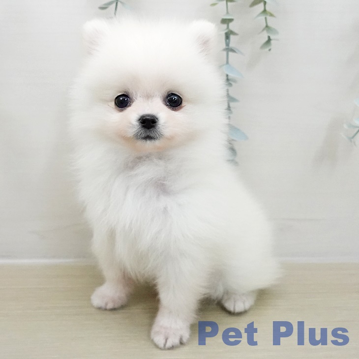 東京都のポメラニアン (ペットプラス アクアシティお台場店/2025年11月1日生まれ/男の子/ホワイトクリーム)の子犬の2枚目の画像
