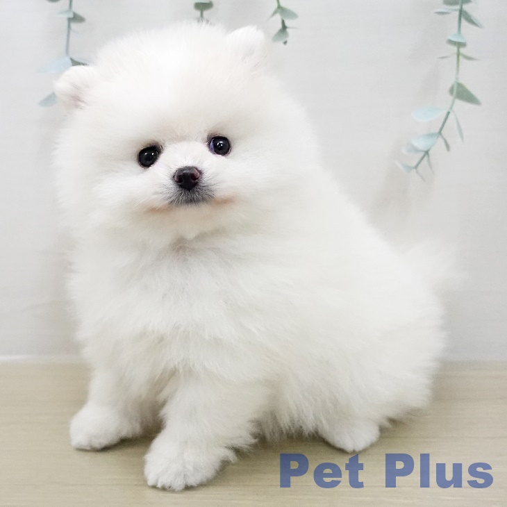 長野県のポメラニアン (ペットプラス 松本店/2025年11月15日生まれ/男の子/クリームホワイト)の子犬の1枚目の画像