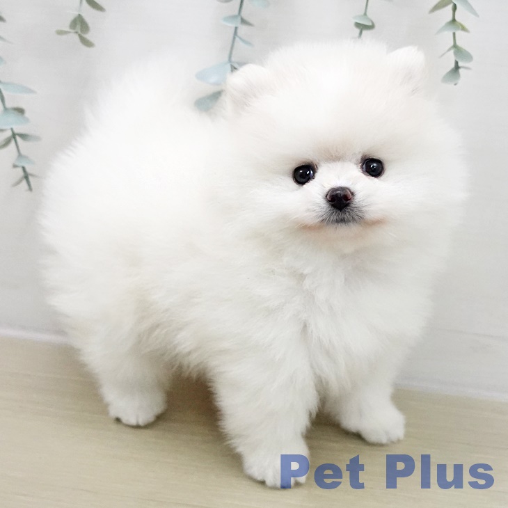 長野県のポメラニアン (ペットプラス 松本店/2025年11月15日生まれ/男の子/クリームホワイト)の子犬の2枚目の画像