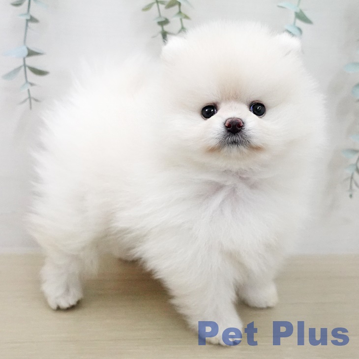 埼玉県のポメラニアン (ペットプラス ららぽーと富士見店/2025年11月15日生まれ/女の子/クリームホワイト)の子犬の1枚目の画像