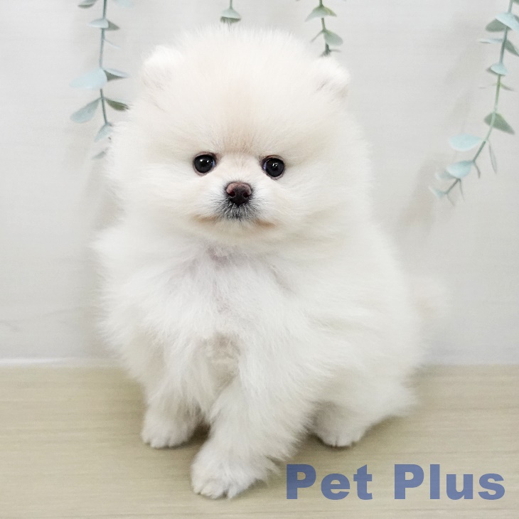 埼玉県のポメラニアン (ペットプラス ららぽーと富士見店/2025年11月15日生まれ/女の子/クリームホワイト)の子犬の2枚目の画像