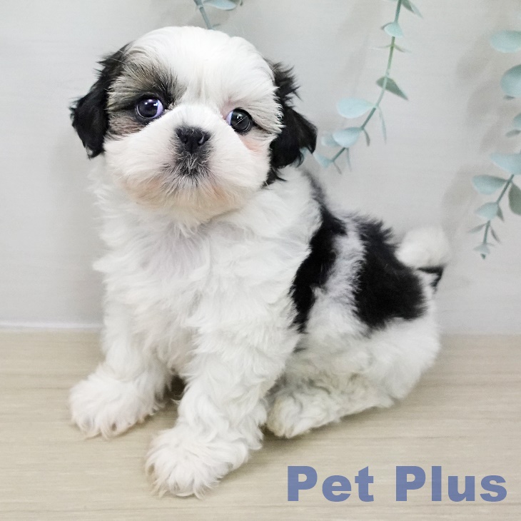 山形県のシーズー (ペットプラス 天童店/2025年11月15日生まれ/女の子/ホワイトゴールド)の子犬