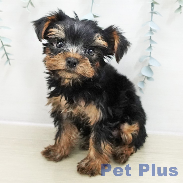 岩手県のヨークシャーテリア (ペットプラス 盛岡南店/2025年11月15日生まれ/男の子/スチールブルータン)の子犬