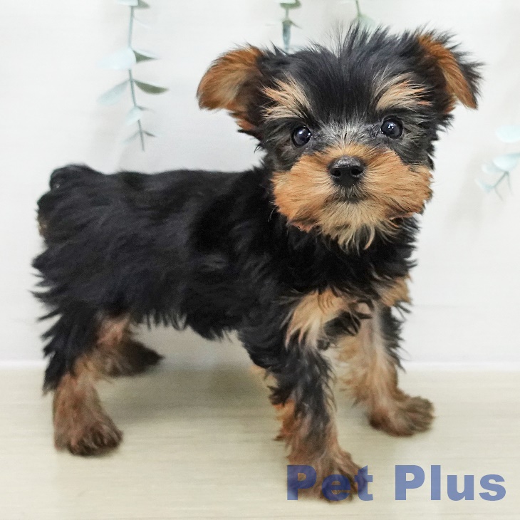 山梨県のヨークシャーテリア (ペットプラス 甲府昭和店/2025年11月15日生まれ/女の子/スチールブルータン)の子犬の1枚目の画像