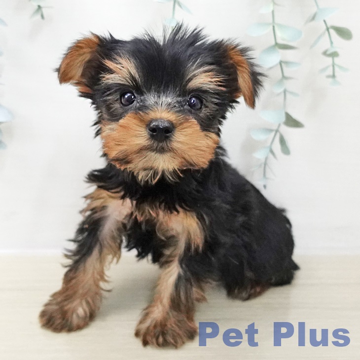 山梨県のヨークシャーテリア (ペットプラス 甲府昭和店/2025年11月15日生まれ/女の子/スチールブルータン)の子犬の2枚目の画像