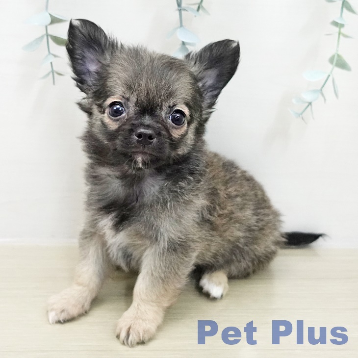 埼玉県のチワワ(ロング) (ペッツワン 吉川美南店/2025年11月15日生まれ/男の子/フォーンセーブルホワイト)の子犬の1枚目の画像