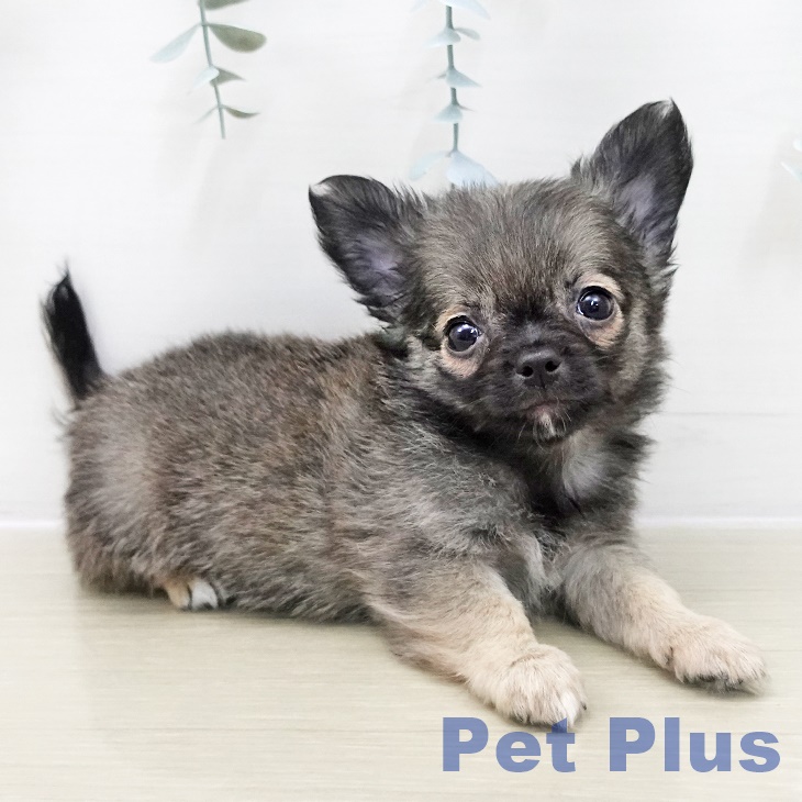 埼玉県のチワワ(ロング) (ペッツワン 吉川美南店/2025年11月15日生まれ/男の子/フォーンセーブルホワイト)の子犬の2枚目の画像