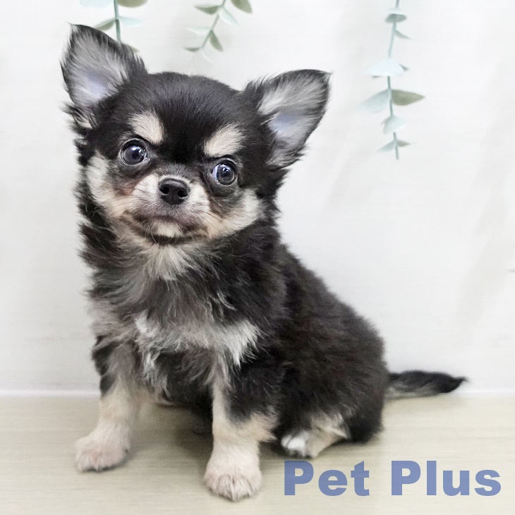 埼玉県のチワワ(ロング) (ペットプラス 羽生店/2025年11月15日生まれ/男の子/ブラックタンホワイト)の子犬の1枚目の画像