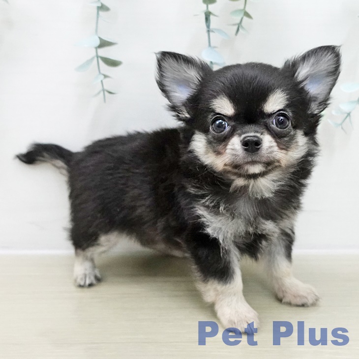 埼玉県のチワワ(ロング) (ペットプラス 羽生店/2025年11月15日生まれ/男の子/ブラックタンホワイト)の子犬の2枚目の画像
