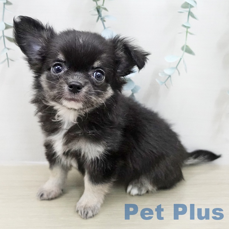 宮城県のチワワ(ロング) (ペットプラス 仙台泉大沢店/2025年11月15日生まれ/女の子/ブラックタンホワイト)の子犬