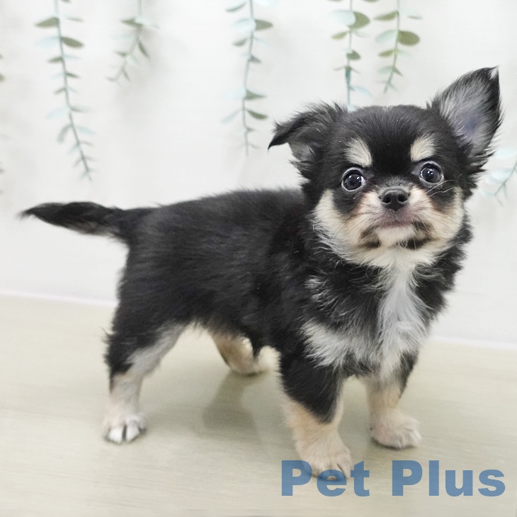 神奈川県のチワワ(ロング) (ペットプラス 天王町店/2025年11月15日生まれ/女の子/ブラックタンホワイト)の子犬の2枚目の画像