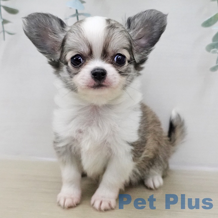 東京都のチワワ(ロング) (ペットプラス 日の出店/2025年11月12日生まれ/男の子/フォーンホワイト)の子犬の1枚目の画像