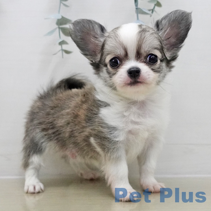 東京都のチワワ(ロング) (ペットプラス 日の出店/2025年11月12日生まれ/男の子/フォーンホワイト)の子犬の2枚目の画像