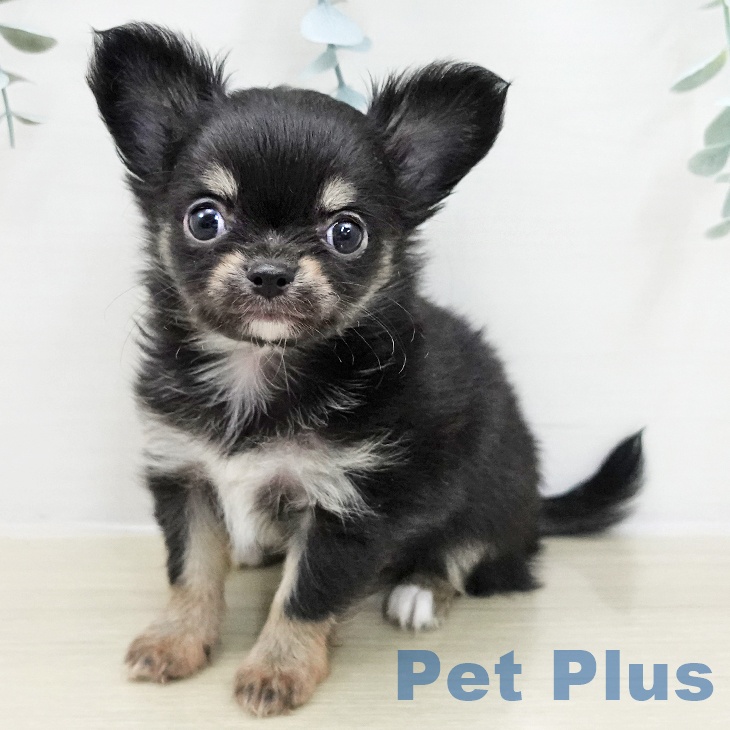東京都のチワワ(ロング) (ペットプラス 立川高島屋S.C.店/2025年11月12日生まれ/女の子/ブラックタンホワイト)の子犬の2枚目の画像