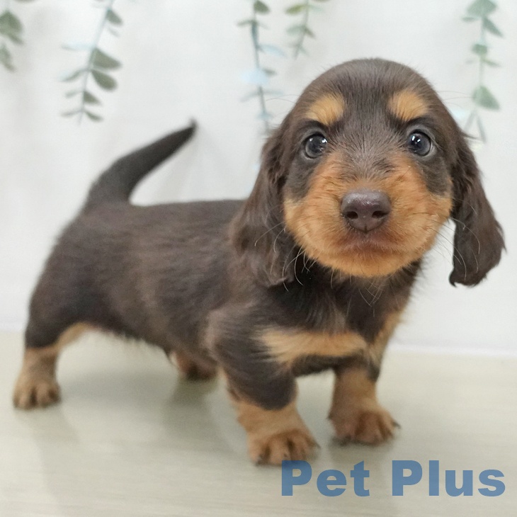 宮城県のカニンヘンダックスフンド(ロング) (ペットプラス 名取店/2025年11月14日生まれ/男の子/チョコレートタン)の子犬の1枚目の画像