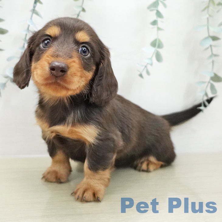 宮城県のカニンヘンダックスフンド(ロング) (ペットプラス 名取店/2025年11月14日生まれ/男の子/チョコレートタン)の子犬の2枚目の画像