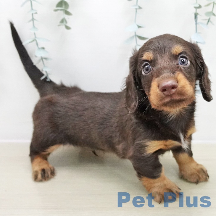 埼玉県のカニンヘンダックスフンド(ロング) (ペットプラス 羽生店/2025年11月14日生まれ/男の子/チョコレートタン)の子犬の1枚目の画像