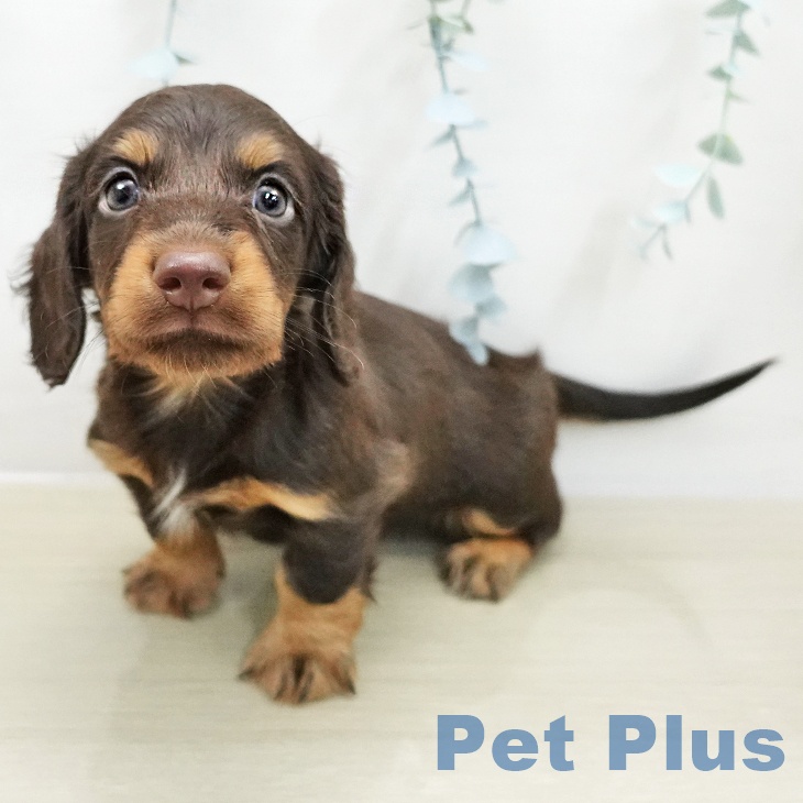 埼玉県のカニンヘンダックスフンド(ロング) (ペットプラス 羽生店/2025年11月14日生まれ/男の子/チョコレートタン)の子犬の2枚目の画像