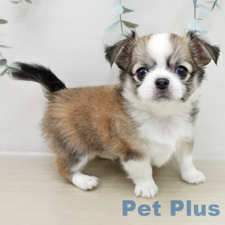 山梨県のチワワ(ロング) (ペットプラス 甲府昭和店/2025年11月15日生まれ/男の子/レッドホワイト)の子犬の1枚目の画像