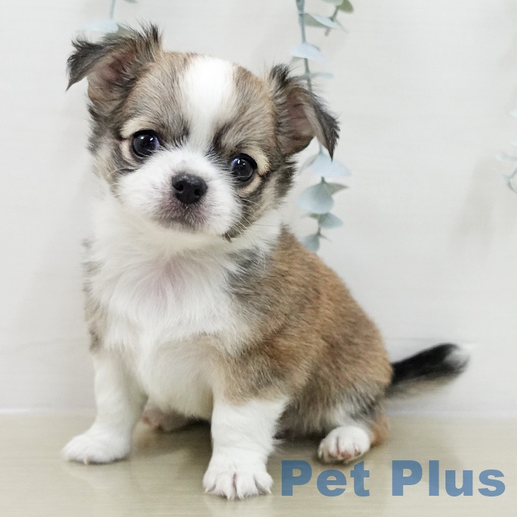 山梨県のチワワ(ロング) (ペットプラス 甲府昭和店/2025年11月15日生まれ/男の子/レッドホワイト)の子犬の2枚目の画像