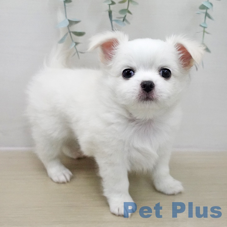 埼玉県のチワワ(ロング) (ペットプラス コクーンシティ店/2025年11月15日生まれ/女の子/ホワイトクリーム)の子犬の1枚目の画像