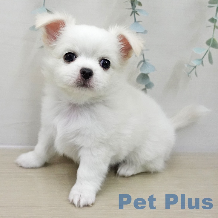 埼玉県のチワワ(ロング) (ペットプラス コクーンシティ店/2025年11月15日生まれ/女の子/ホワイトクリーム)の子犬の2枚目の画像