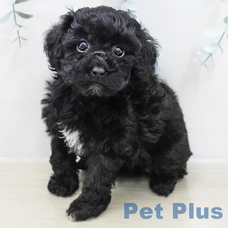 神奈川県のトイプードル(トイ) (ペットプラス 武蔵小杉店/2025年11月15日生まれ/女の子/ブラック)の子犬