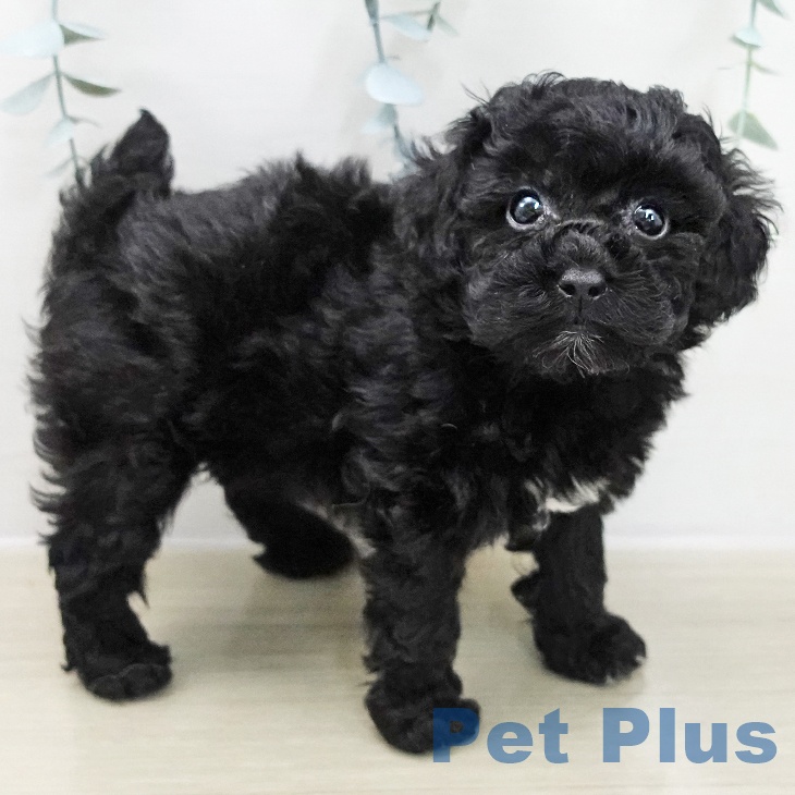 神奈川県のトイプードル(トイ) (ペットプラス 武蔵小杉店/2025年11月15日生まれ/女の子/ブラック)の子犬の2枚目の画像