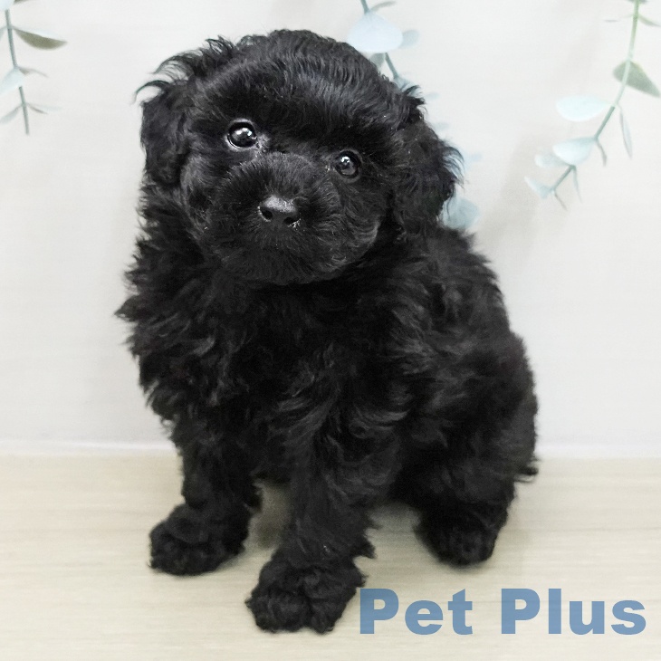 埼玉県のトイプードル(トイ) (ペットプラス コクーンシティ店/2025年11月15日生まれ/女の子/ブラック)の子犬の2枚目の画像