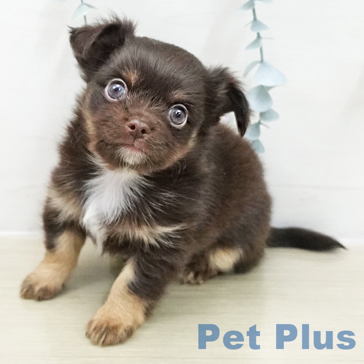 埼玉県のチワワ(ロング) (ペッツワン 吉川美南店/2025年11月15日生まれ/男の子/チョコレートタン)の子犬の2枚目の画像