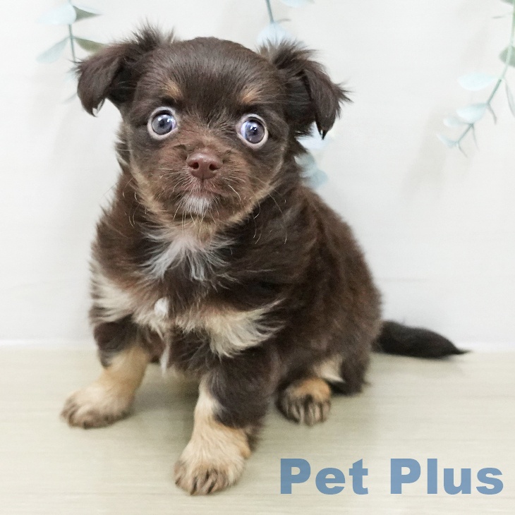 東京都のチワワ(ロング) (ペッツワン 青梅インター店/2025年11月15日生まれ/男の子/チョコレートタン)の子犬の1枚目の画像