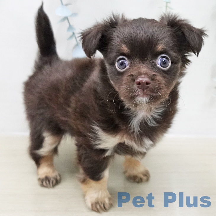 東京都のチワワ(ロング) (ペッツワン 青梅インター店/2025年11月15日生まれ/男の子/チョコレートタン)の子犬の2枚目の画像