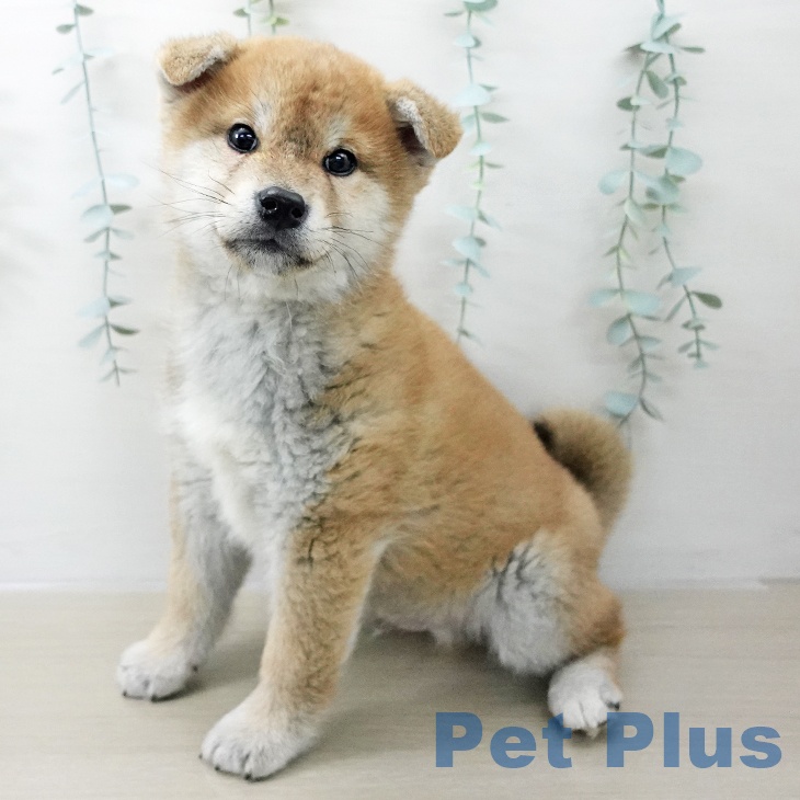 群馬県の柴犬(標準サイズ) (ペットプラス イオンモール太田店/2025年11月10日生まれ/男の子/赤)の子犬の1枚目の画像