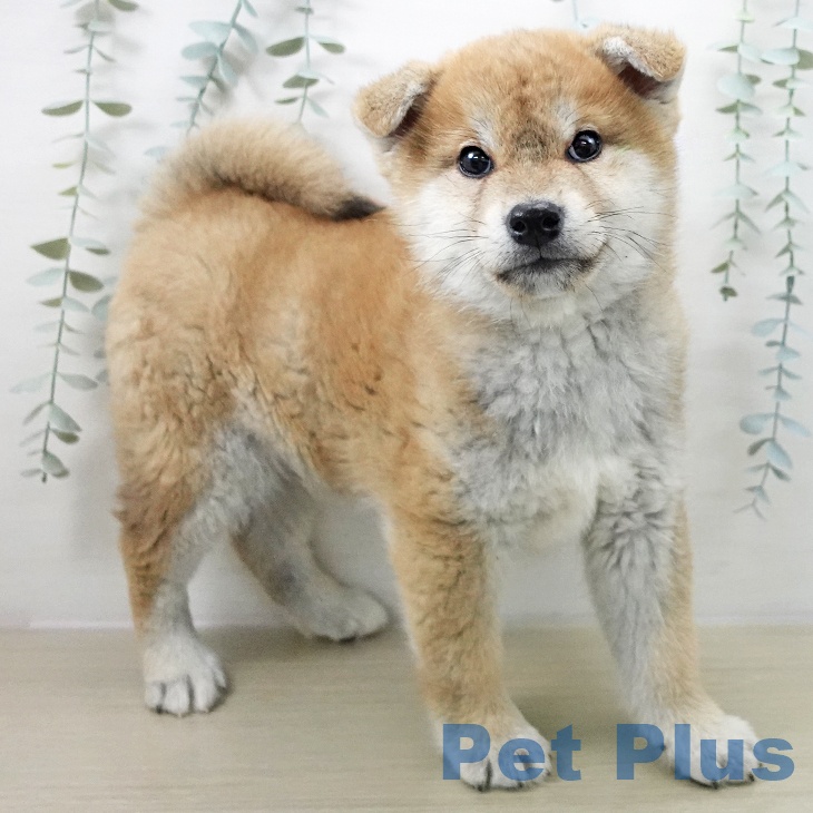 群馬県の柴犬(標準サイズ) (ペットプラス イオンモール太田店/2025年11月10日生まれ/男の子/赤)の子犬の2枚目の画像