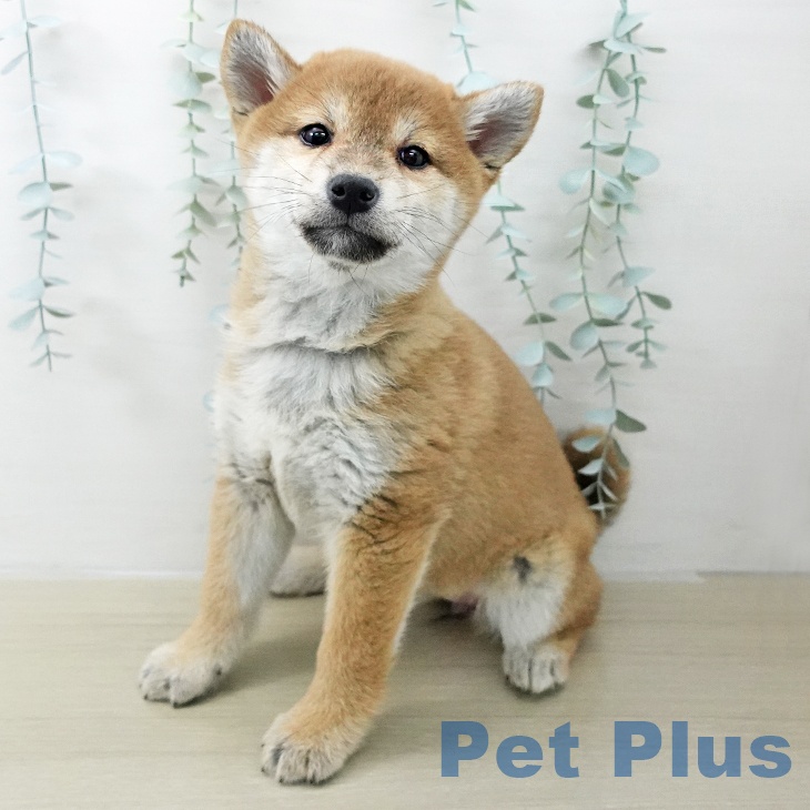 福島県の柴犬(標準サイズ) (ペットプラス 福島店/2025年11月10日生まれ/女の子/赤)の子犬